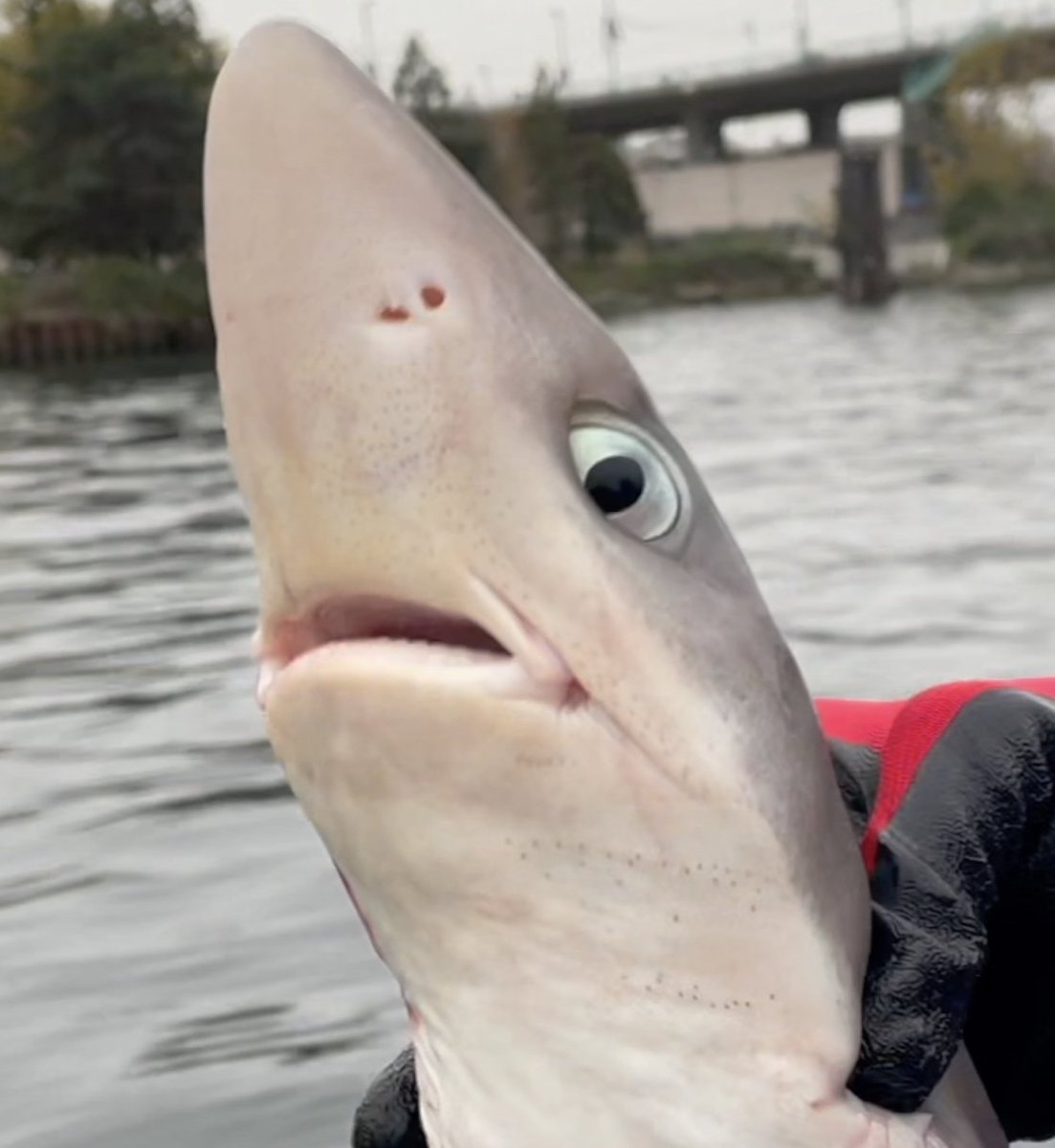 denswrestlings.ca/index.php/2023…
Darve and I went fishing. We just happened to take the GoPro and the drone along with us. Click the link above to enjoy the video of our best day of fishing yet! #falsecreek #falsecreekvancouver #sharks #dogfishing #fatherandson #fishing