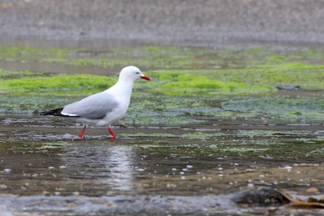 ICSGroup4's tweet image. The WI DNR announced the results of a study to understand the extent of #PFAS contamination in shallow groundwater throughout Wisconsin.

dnr.wisconsin.gov/topic/Groundwa…

#wisconsinpfas #pfascontamination #groundwater #wellwater #foreverchemicals
