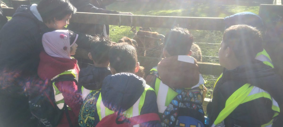 Year 2 visited Stepney City Farm @StepneyCityFarm to do a Life Cycles workshop. They met lots of animals and used their science knowledge to help them understand the stages of their lives animal🥚🐓🐄 #science #lifecycle @eko_trust