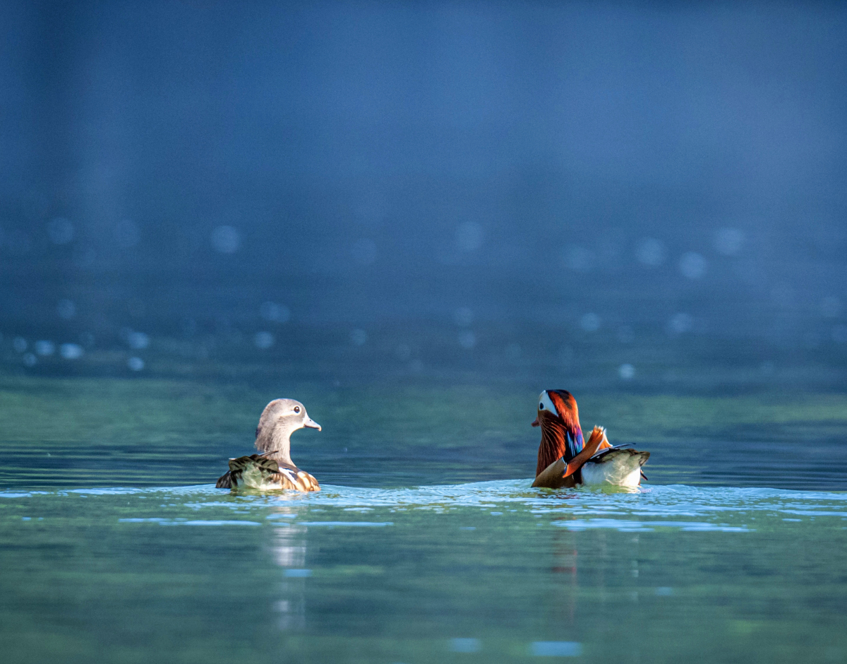 Hengshan Reservoir in #Ningbo is now home to pairs of mandarin ducks🦆, gracefully gliding on clear waters💦, flying elegantly through the sky, and basking in the sun's warmth. Their presence adds a delightful touch to this tranquil oasis. #AutumninNingbo #CoastalNingbo