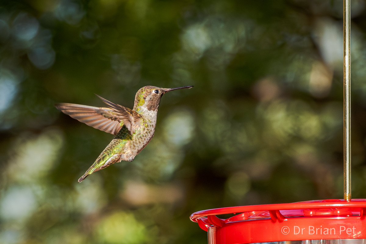 Dr_Brian_Pet's tweet photo. Whole Lotta Bokeh
It's like #bokeh on top of bokeh with more bokeh added
Oh, and there's the #hummingbird formerly known as Anna's
#DailyHummingbird
#bird #birds #birdin #hummingbirds #birdphotography https://t.co/UHZDbWOfDF