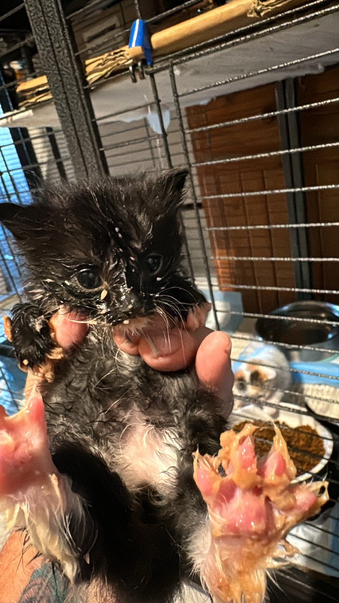 CatSanctuary23's tweet photo. Dinner time someone was very dedicated to his first meal 😂😂 https://t.co/yvSLxelKQb