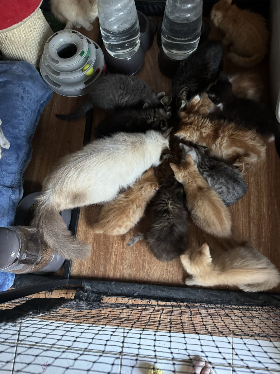 CatSanctuary23's tweet photo. Dinner time someone was very dedicated to his first meal 😂😂 https://t.co/yvSLxelKQb