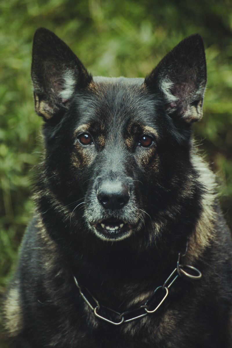 willxnorbury's tweet photo. 300mm Uzi 🐶 https://t.co/oRO8mh3RUk