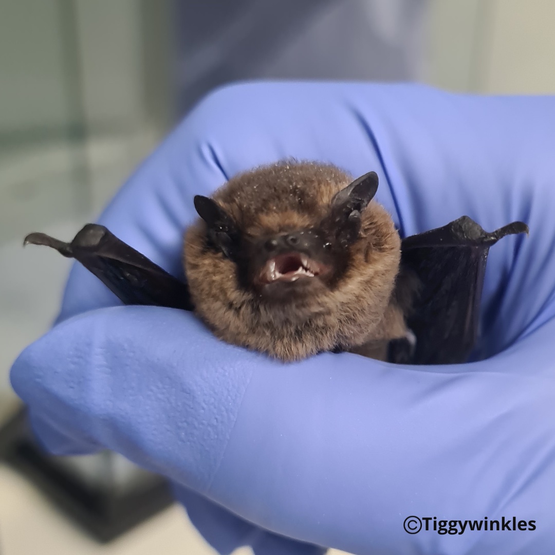 We had a very seasonal visitor last week when this lovely little Bat came in on Halloween! He was found out in the day & was very cold & dehydrated. Our veterinary team are providing him with some fluids, warmth & relaxation & he should be back out in the wild before long.