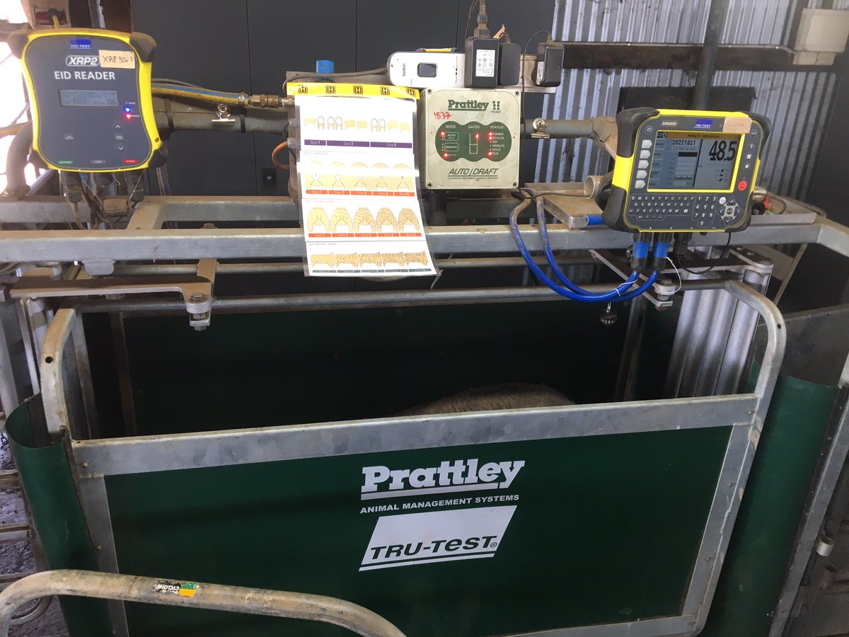 Today the <a href="/DPIRDbroadacre/">DPIRD Broadacre - WA Grains & Livestock</a> Katanning Research Station staff did the final post-shearing scores on the #AMSEA merino #sireevaluation hoggets. Body wrinkle, back/shoulders, breech cover and breech wrinkle. Final #merinosuperiorsires site report out soon!