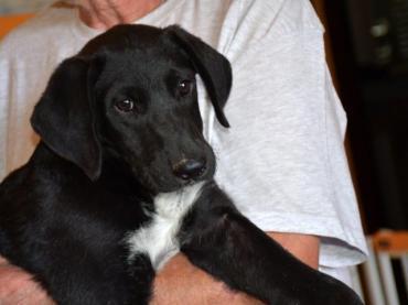 Tabato sucht sein Glück (Hund) dlvr.it/SySWMX