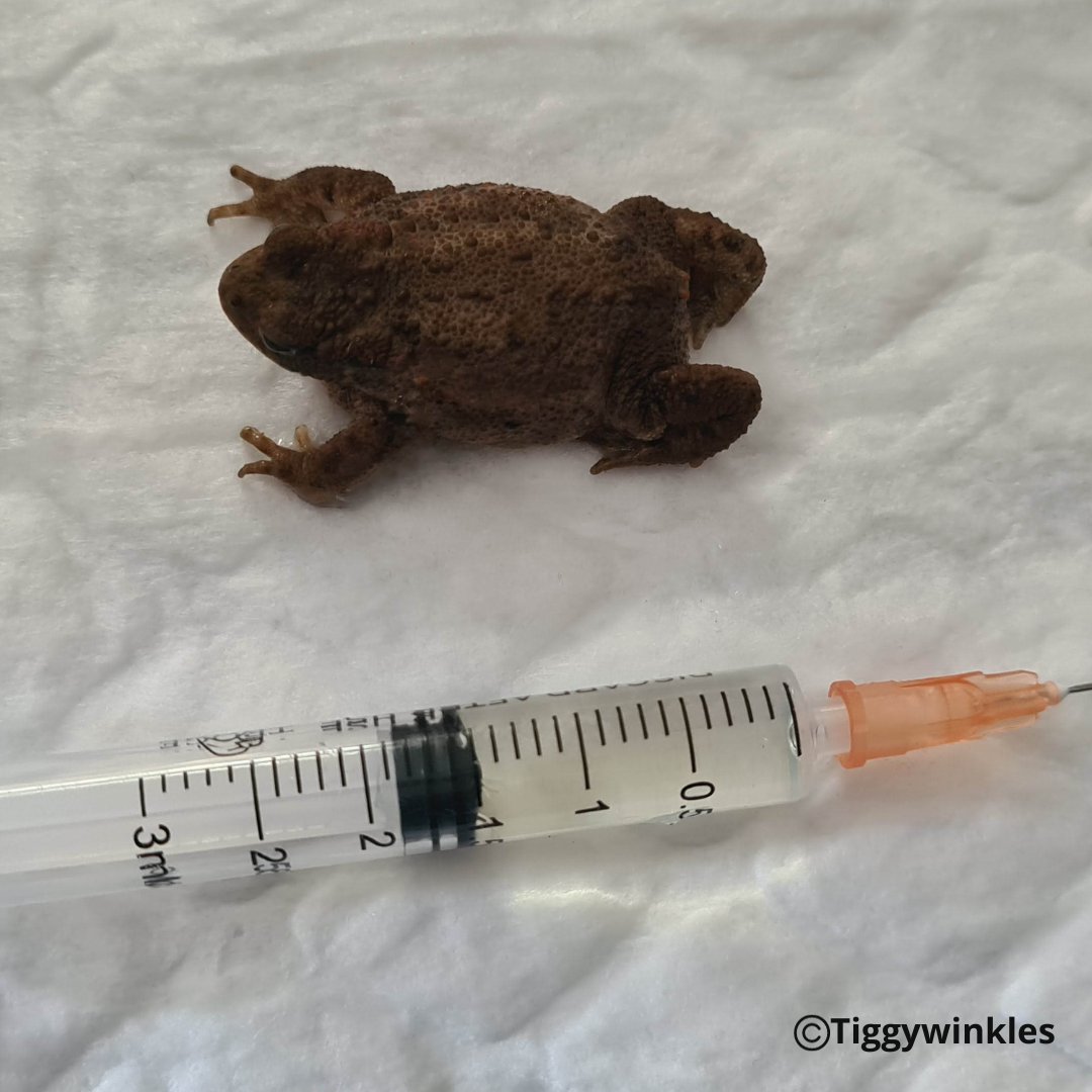 Have you ever seen a Toad have an ultrasound? Well now you have! This toad came into us when she was found with a very swollen stomach. Our Vet, Steve, carried out an ultrasound & found it was excess fluid. He was able to extract the fluid & she's making a good recovery here.