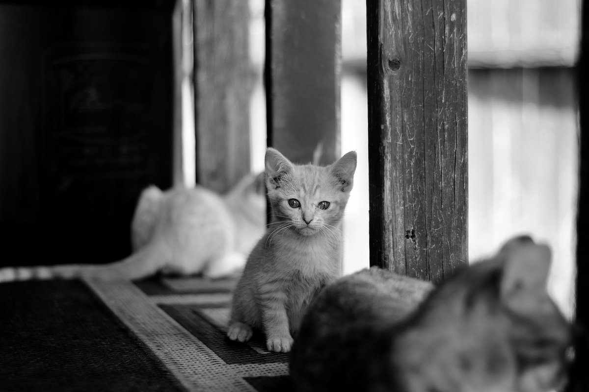 sydwrite's tweet image. Proud to be a part of the “Fins, Feathers, and Fur” online juried art exhibition opening today @jmanegallery! So much beautiful work, in multiple mediums, in this show. You can see the full exhibit here:
jmanegallery.com/#/fins-feather…

#fineartphotography
#artexhibition
#animalart