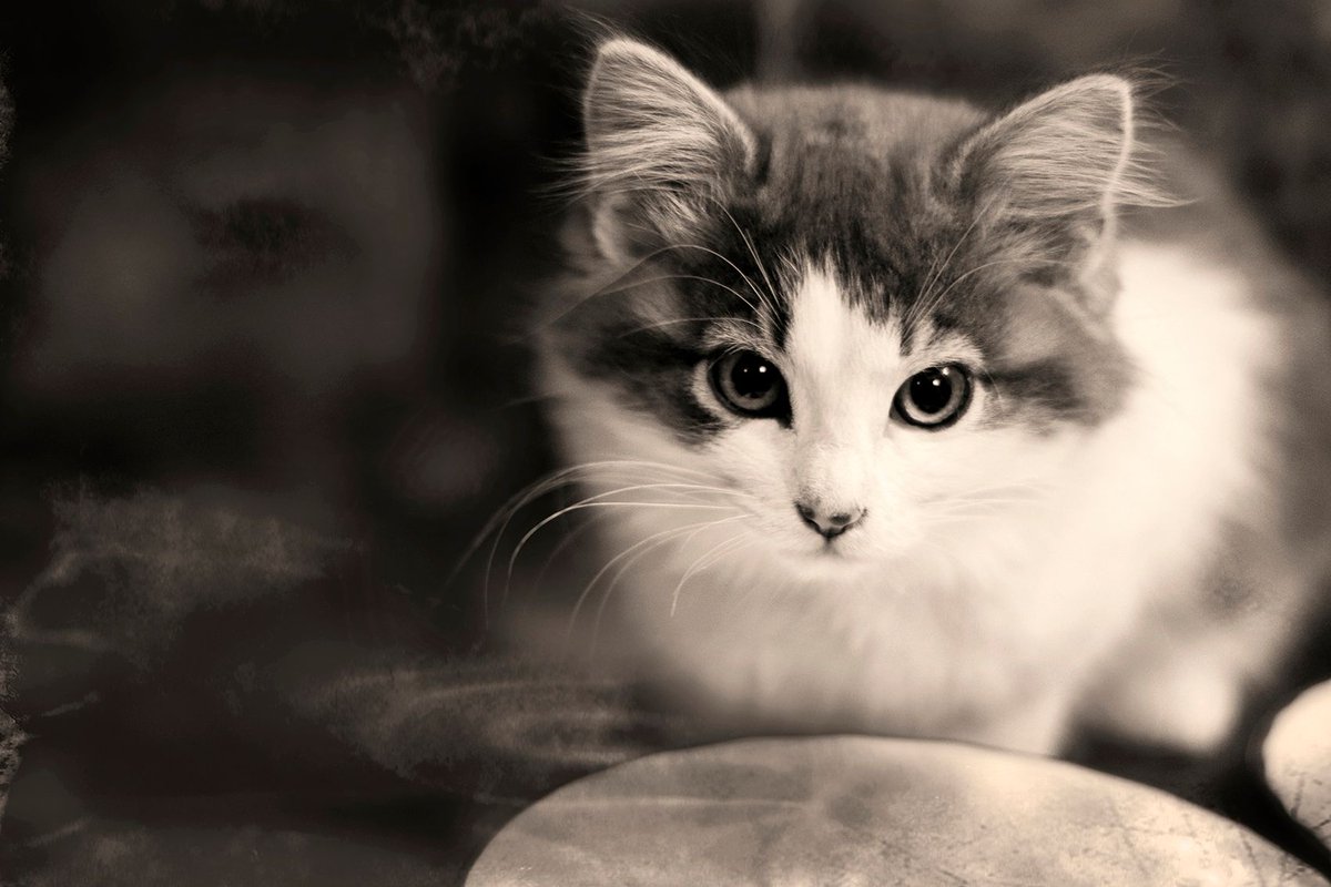 sydwrite's tweet image. Proud to be a part of the “Fins, Feathers, and Fur” online juried art exhibition opening today @jmanegallery! So much beautiful work, in multiple mediums, in this show. You can see the full exhibit here:
jmanegallery.com/#/fins-feather…

#fineartphotography
#artexhibition
#animalart