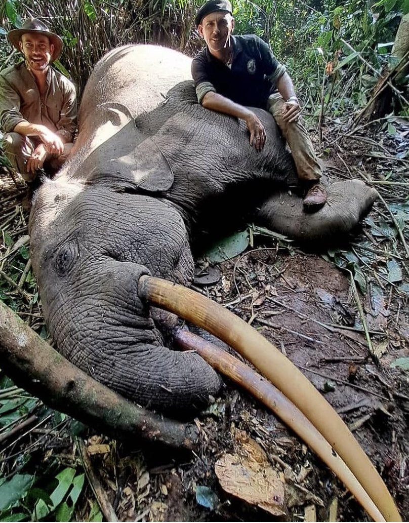 Xpose Trophy Hunting (@xposetrophyhunt) on Twitter photo @gerardodtr (left) hunted this forest elephant in Cameroon, courtesy of Mayo Oldiri Safaris & PH Herve Houdebine (right.) These elephants are critically endangered. How is this conservation? Unbelievable. 🤬RT
#BanTrophyHunting
<a href="/_Pehicc/">PehiccⓋ</a> <a href="/SARA2001NOOR/">Sara✌️💙🍉peaceFOReveryone</a> <a href="/Angelux1111/">Angel</a> <a href="/Gail7175/">WatchDominion.com Ⓥ</a> @gerardodtr (left) hunted this forest elephant in Cameroon, courtesy of Mayo Oldiri Safaris & PH Herve Houdebine (right.) These elephants are critically endangered. How is this conservation? Unbelievable. 🤬RT
#BanTrophyHunting
<a href="/_Pehicc/">PehiccⓋ</a> <a href="/SARA2001NOOR/">Sara✌️💙🍉peaceFOReveryone</a> <a href="/Angelux1111/">Angel</a> <a href="/Gail7175/">WatchDominion.com Ⓥ</a>