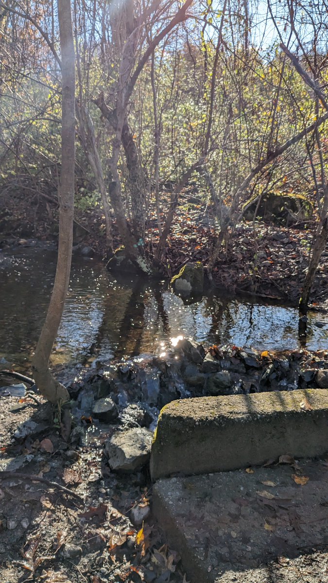 DshsEnglish's tweet image. Last week Am Lit students went on a nature walk on the DS campus to kick off their study of Transcendentalism.  They will then study the poetry of contemporary poet Mary Oliver.  @DSteachlearn #relevance