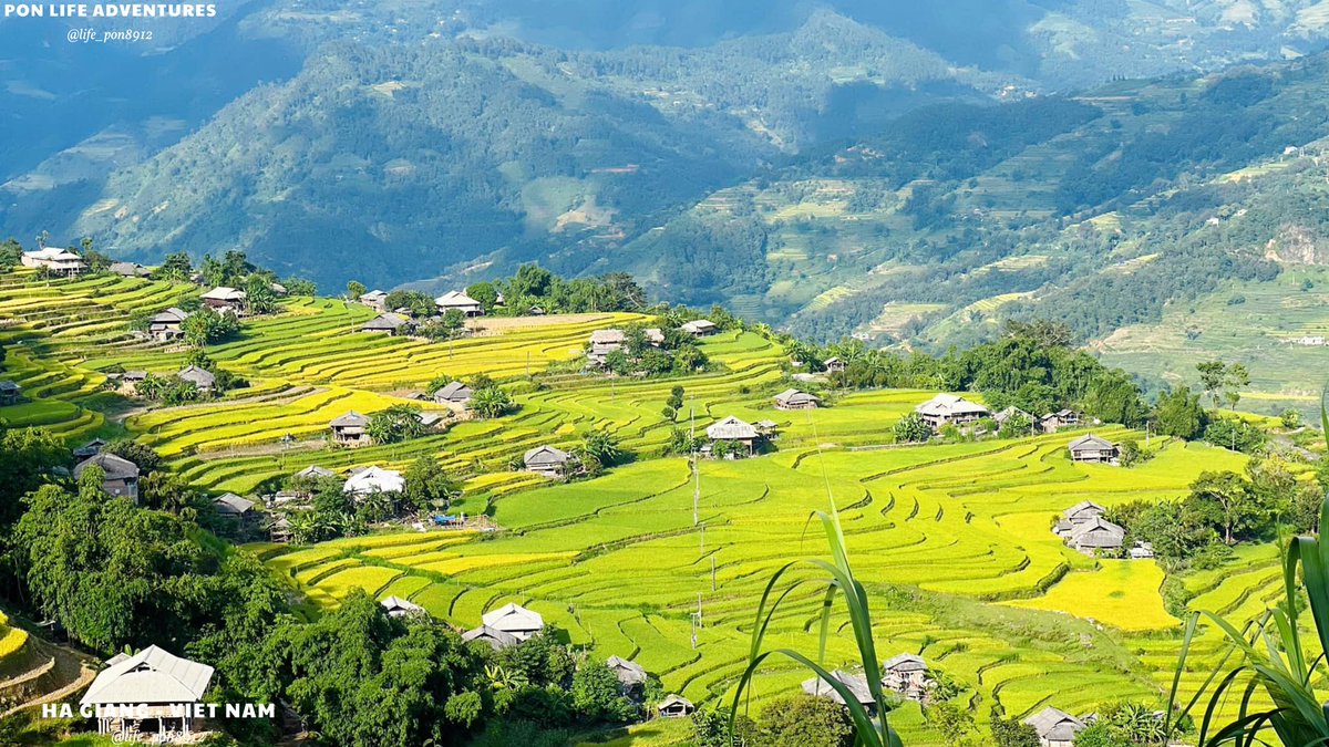 life_pon8912's tweet image. Episode 1 HaGiang
Hoang Su Phi - the perfect piece of Ha Giang.  With the cool climate, and watching the terraced fields come to harvest, surely all of us will feel nostalgic for Ha Giang.
#HaGiang #VietNamtravel #HaGiangLoop