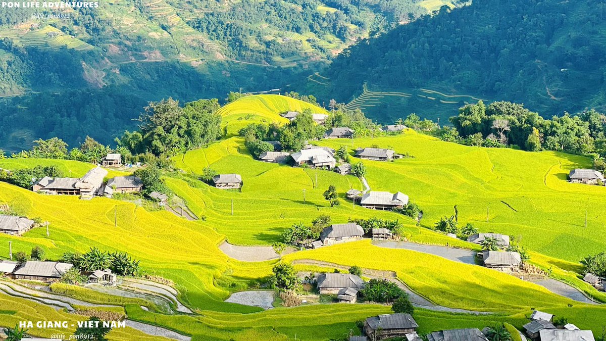 life_pon8912's tweet image. Episode 1 HaGiang
Hoang Su Phi - the perfect piece of Ha Giang.  With the cool climate, and watching the terraced fields come to harvest, surely all of us will feel nostalgic for Ha Giang.
#HaGiang #VietNamtravel #HaGiangLoop