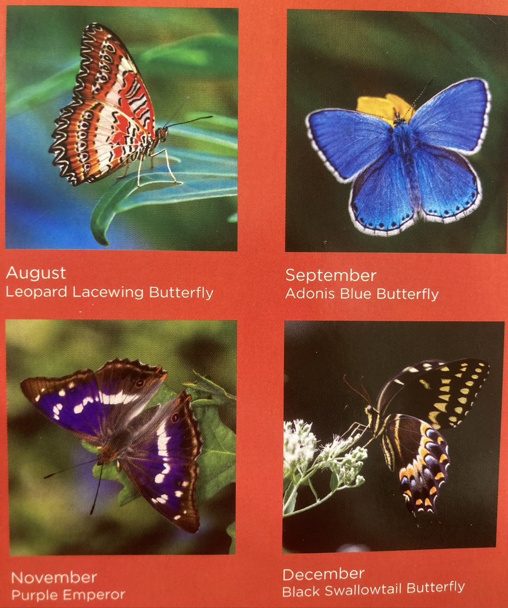 For 2024, I’ll look forward to adding Leopard Lacewing and Black Swallowtail to my British butterfly list 😆