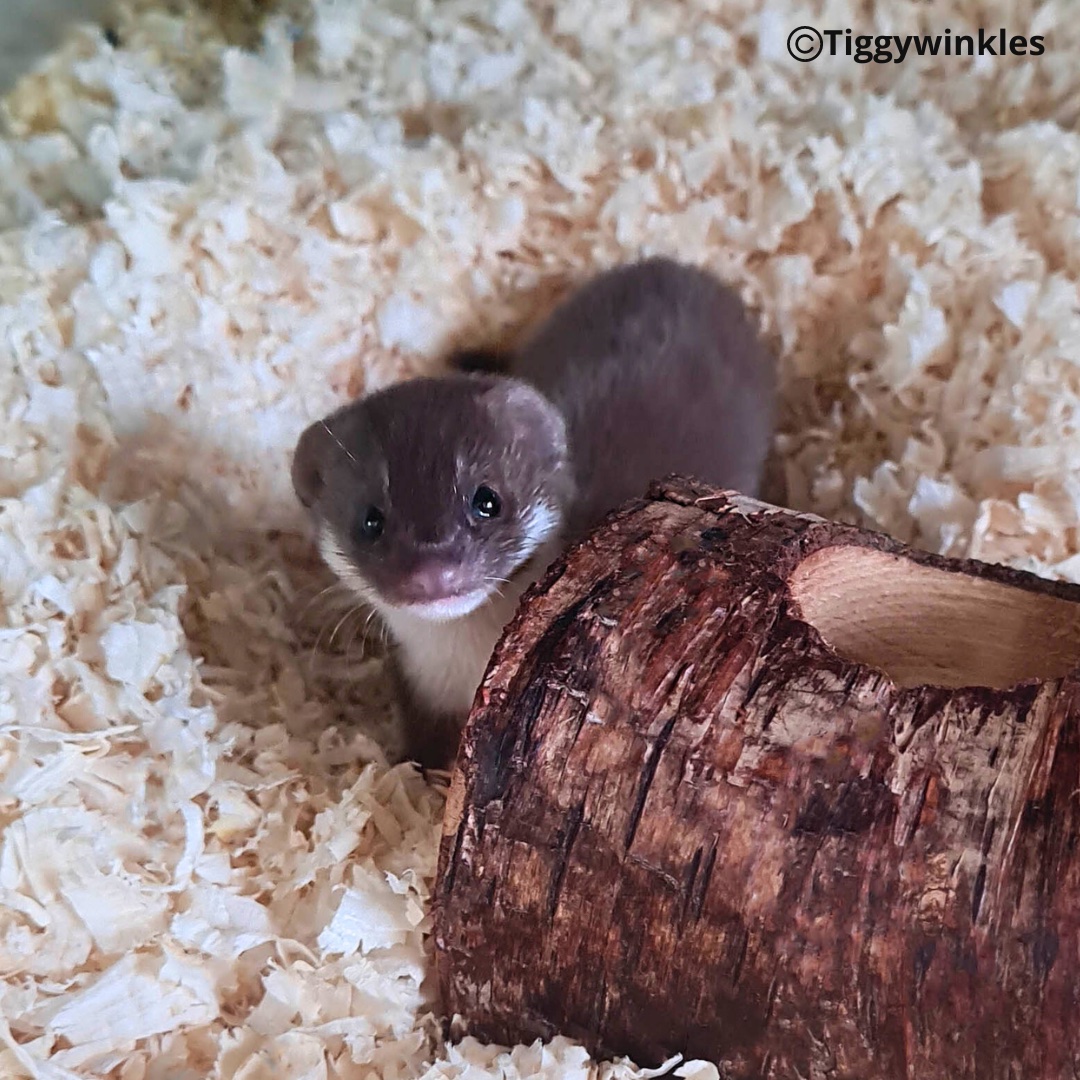 This Weasel came into us when he was found being attacked by birds. Our veterinary team checked him over & fortunately he hadn’t sustained any injuries & was described as “very feisty!” (A good thing in wild animals). Luckily, we were able to re-release him back into the wild.