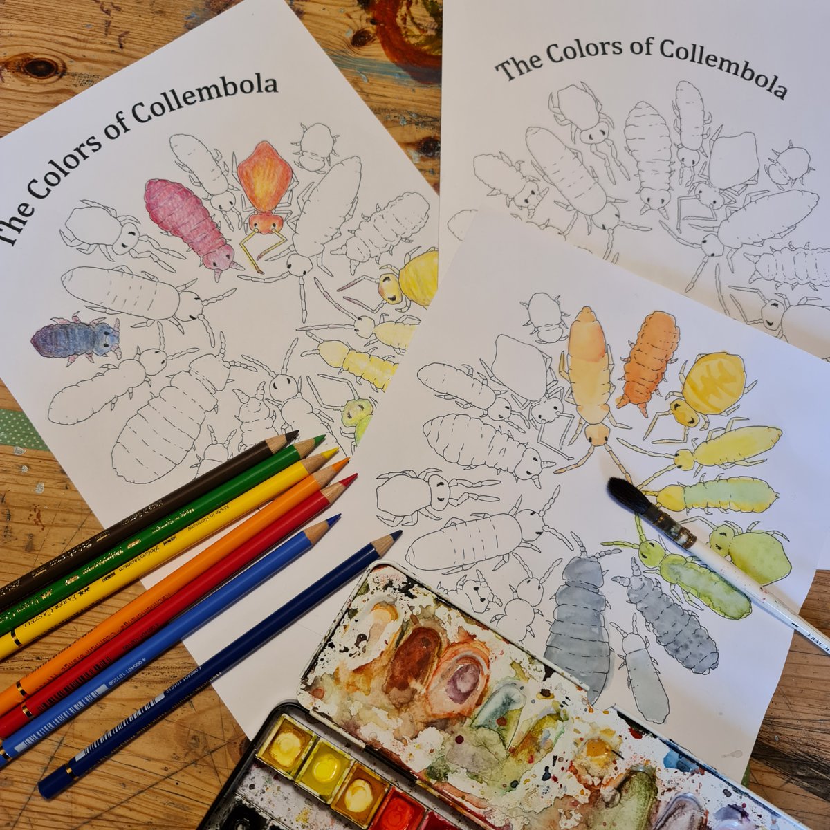 I added this Collembola coloring page to my shop (as a digital file). For a symbolic prize of 1€. May be of use for some outreach activities or just for your own meditative Collembola session.  

smartwork.bigcartel.com/product/collem…