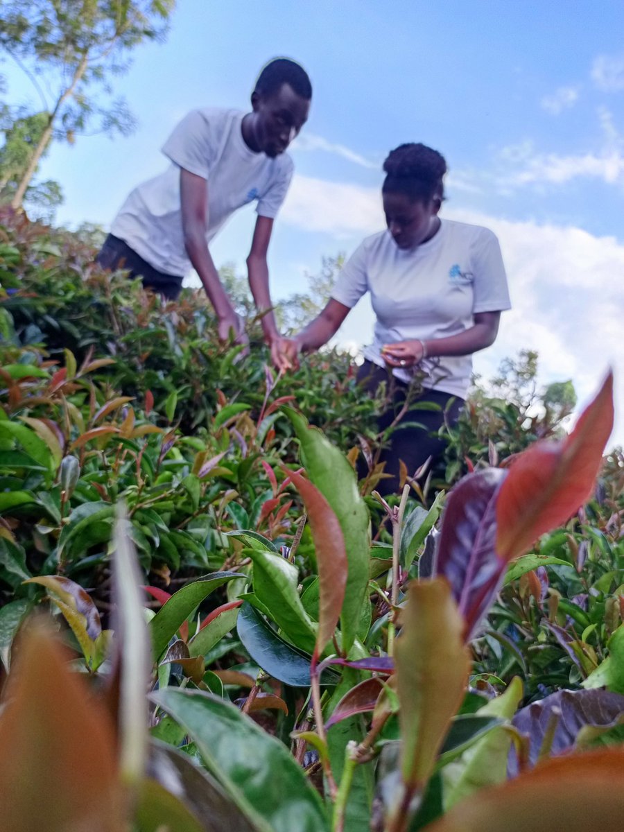 Sip on some purple tea and enjoy the health-boosting benefits today! <a href="/ASBELKEMBOI7/">Asbel Kemboi.</a> <a href="/kemunto_marie/">Marie Kemunto🇰🇪</a>