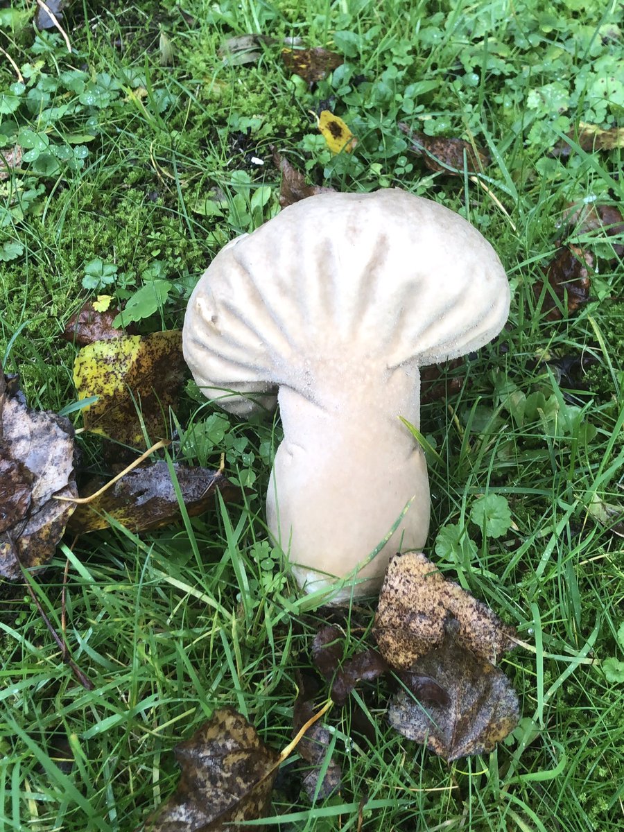 ‘Koksmuts’ in Museumpark <a href="/rotterdam/">Gemeente Rotterdam</a> gevonden: 
De Plooivoetstuifzwam.
👍🏼🍄