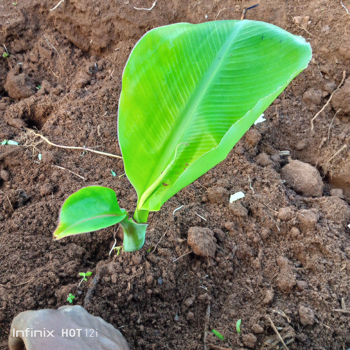 Now we starting to make weeding in our special field of excellent, and we adding organic manure, @YEAN Rwanda ,<a href="/minagri/">uno 17</a>