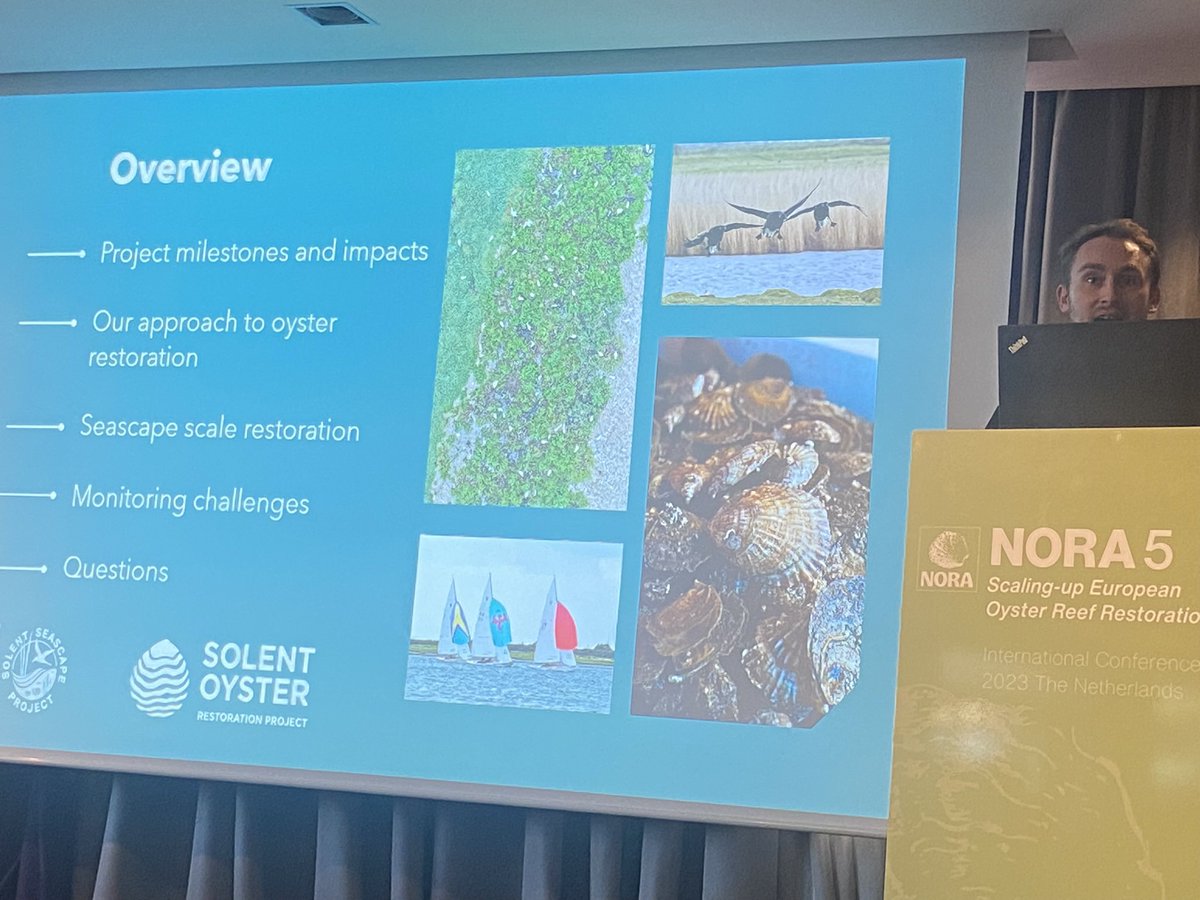 Put #oysters and beautiful #spinnaker #sails in the same slide and win my #attention <a href="/EricHarrisScot1/">Eric Harris-Scott</a> <a href="/NORA_Europe/">NORA_Europe</a>