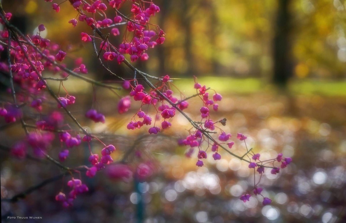 Truus Wijnen tweet media