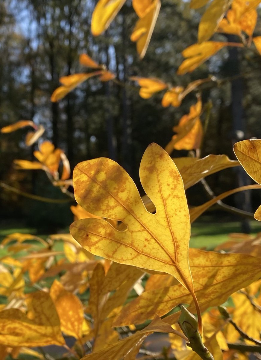 Gouden herfst in Arboretum Poort Bulten in De Lutte. *Aziatische Kardinaalsmuts *Sassafras albidum