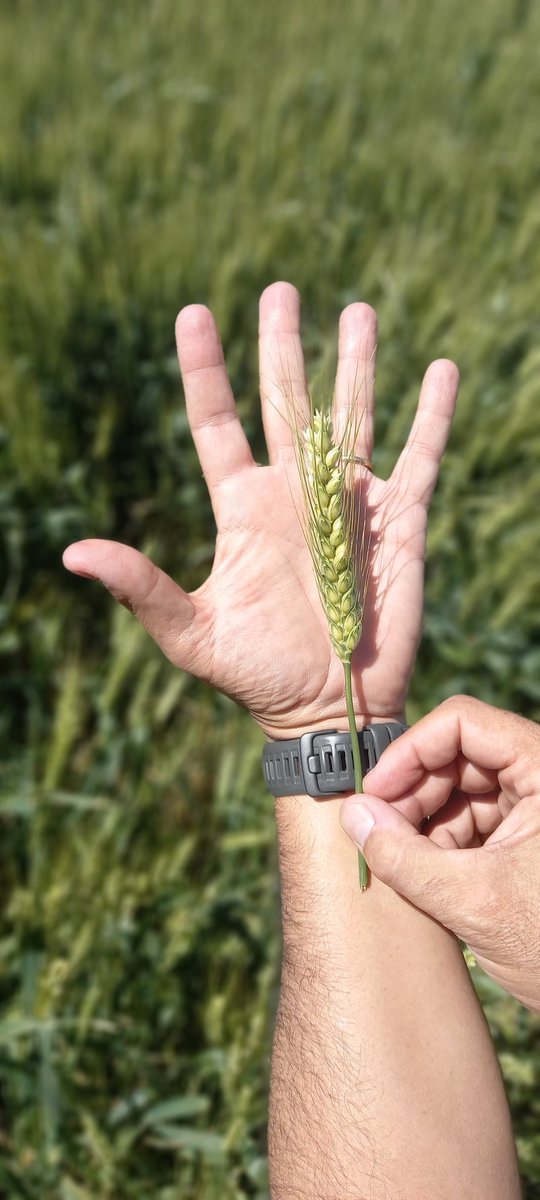 Sorprende el tamaño de las espigas. Vienen lindo los trigos!😍😍😍