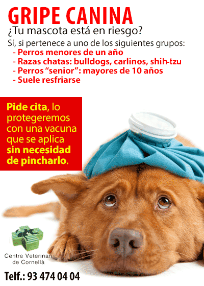 EquipVeterinari's tweet photo. #kc #tosdelasperreras #gripecanina https://t.co/BLZM44yKb0