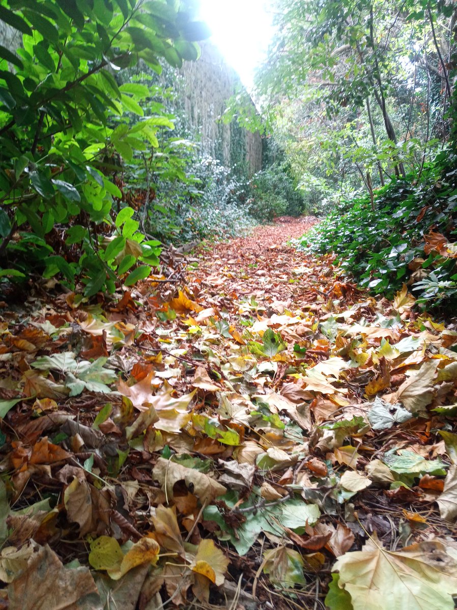 RobertEKearns's tweet photo. Iveagh Gardens, Dublin
#autumn #Dublin #trail #gardens #garden #leaves #sunlight #November #Iveagh #destination #visit https://t.co/cg62aaryNs