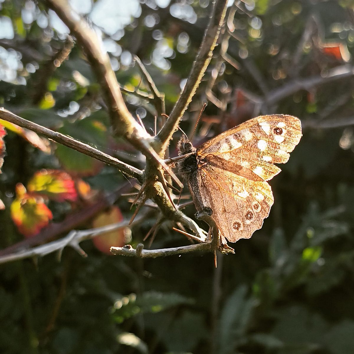 'The modern account of nature ... has transformed the grand question of the relation between nature and mind into the petty form of the interaction between the human body and mind.' – A. N. #Whitehead (CN217)