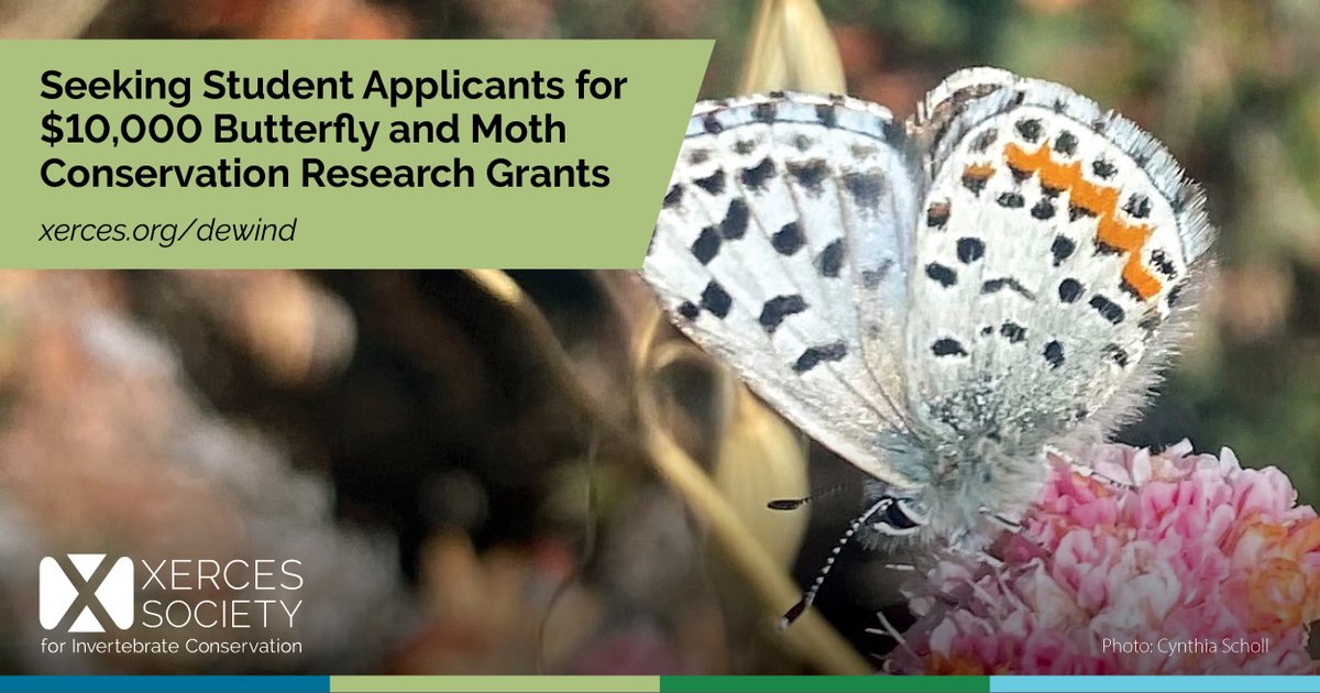 Please share with students! 🦋 Xerces is accepting applications for Joan Mosenthal DeWind Awards, which support students pursuing education & research in butterfly & moth conservation. This year, the awards will be $10,000 each, with two awards available. xerces.org/dewind