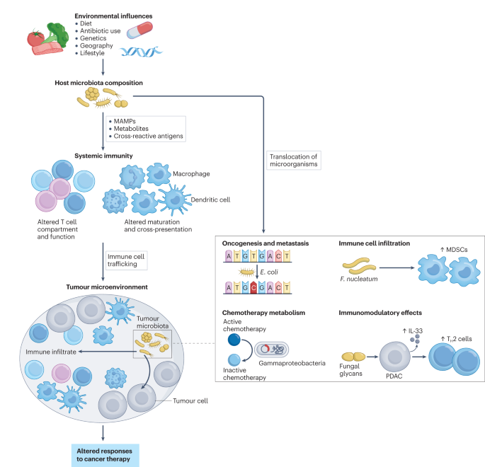 Role of the microbiota in response to and recovery from cancer therapy dlvr.it/SySb7M