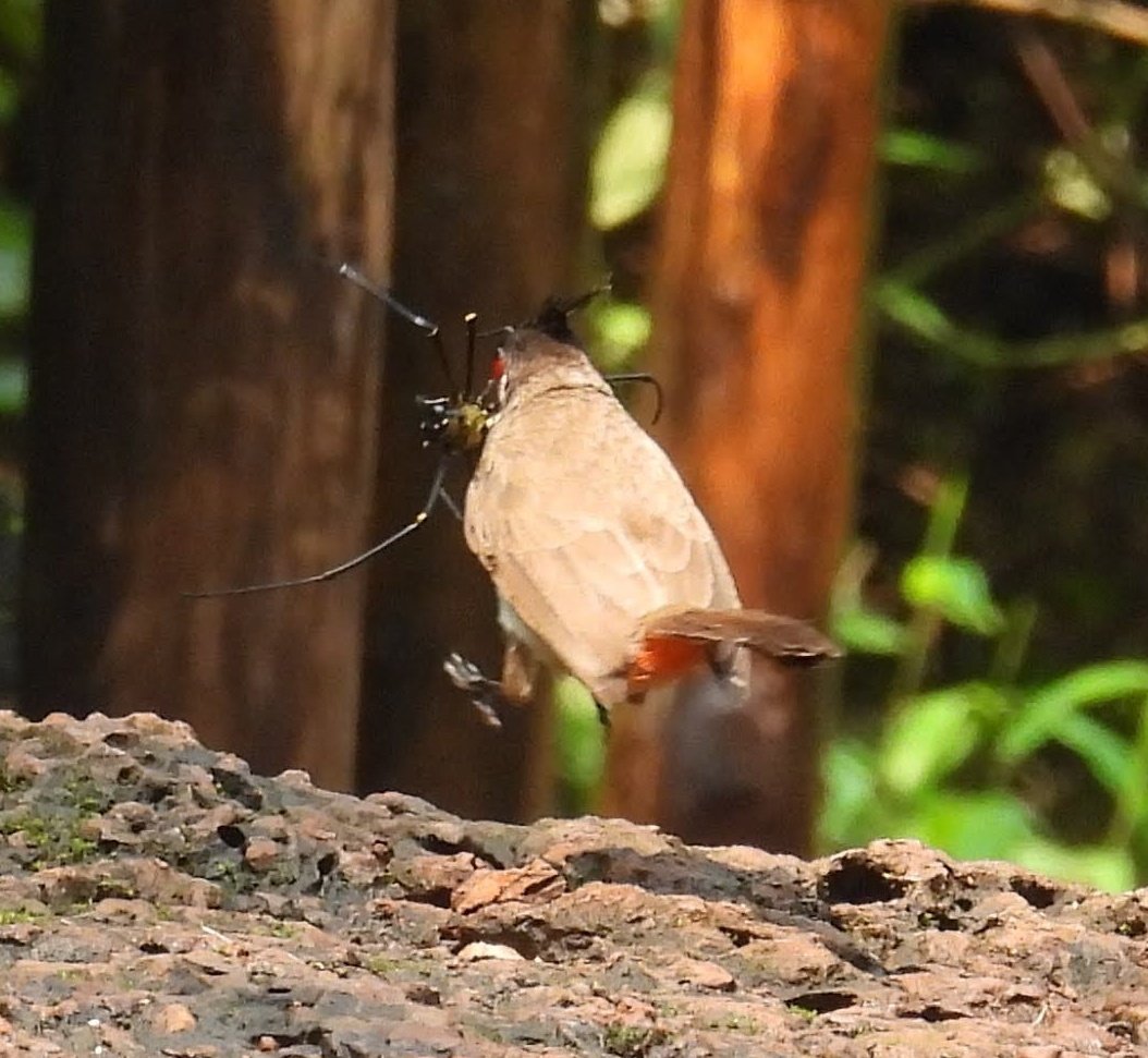 #IndiAves 
#MondayMotivation
Red-whiskered #bulbul celebrating wood #spider catch!
#Goa #Birding

#indiasnature #ThingsOutside #TwitterNatureCommunity #birdwatching #BirdsSeenIn2023

#ThePhotoHour #ThroughYourLens #NikonPhotography