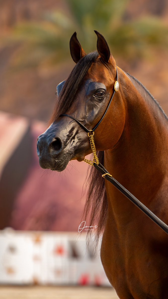 curva_omar's tweet photo. #بطولة_حائل_لجمال_الخيل https://t.co/CXUSpvyVSn