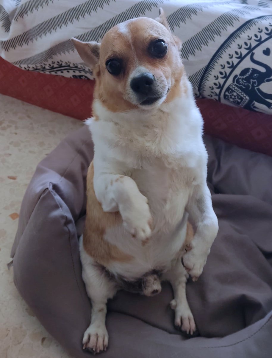 SosAbuelos1's tweet image. Solo #Málaga 
A #SUSO lo abandonó su familia a sus 8 añitos.

De carácter alegre y cariñoso, al llegar, se abalanza a darte la bienvenida con muuuchos besitos!

Se lleva genial con los perritos, pero no tolera a los gatos, aunque a veces se comporte como uno...
Al haber estado en