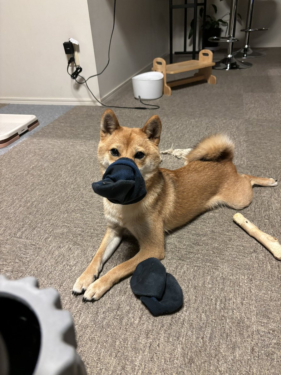 Qz9WZO2Jc75yyJ6's tweet photo. そんなに嗅ぐ？
#柴犬 #豆柴　#柴犬のいる暮らし https://t.co/yb90Xygses