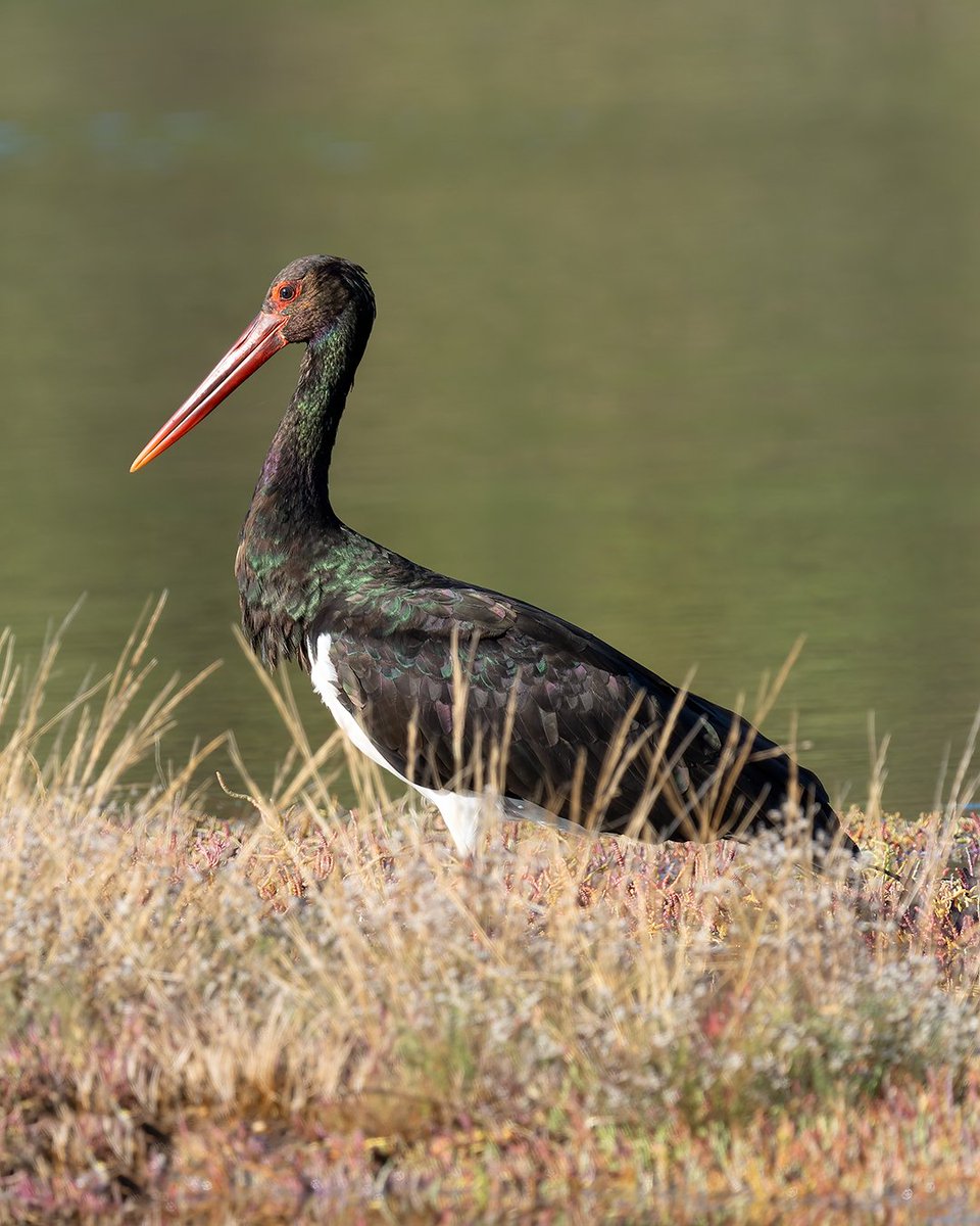 Kara Leylek ( Black Stork )
Sony A7R5
Sony FE 200-600mm
#wildlifephotography #naturephotography #wildlife #birds #sonyalphatr #birdphotography #sonyalpha #birdwatching #karaleylek #blackstork