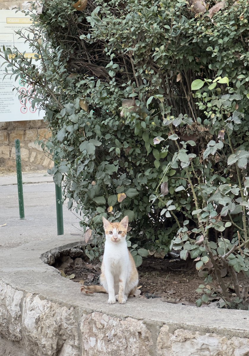 🅰️HⓂ️E D 🏹 (@ahmedjamal1989) on Twitter photo 