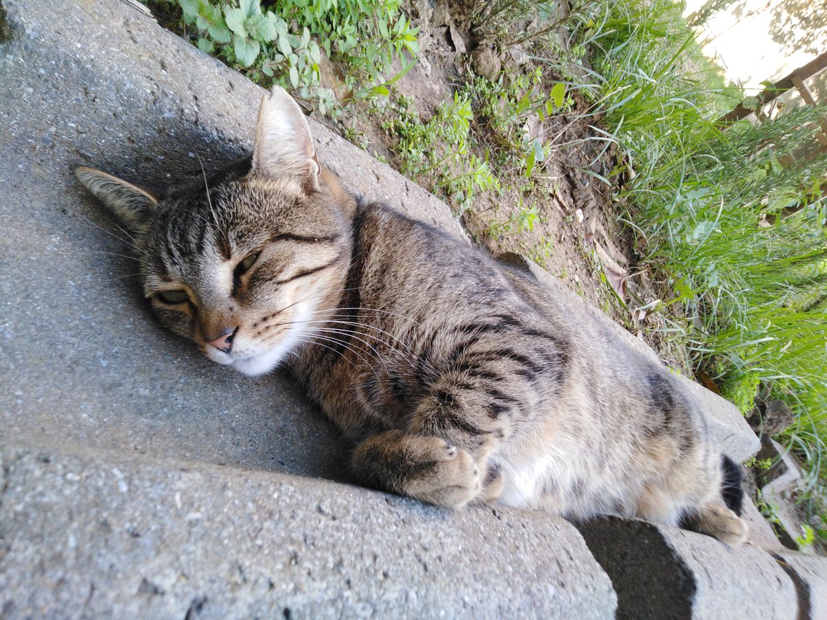 abdurrahimden's tweet photo. Su yolundaki kedi https://t.co/eb3pqK69Cs