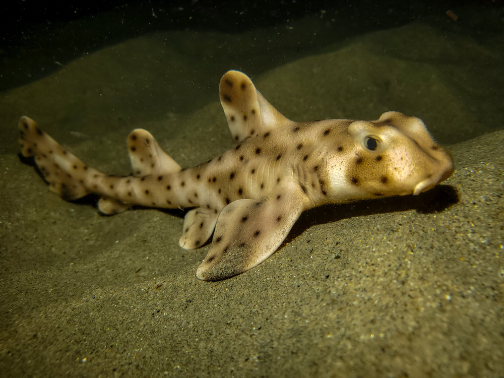 ♡ Horn Shark 

⎯ These sharks lay eggs!!