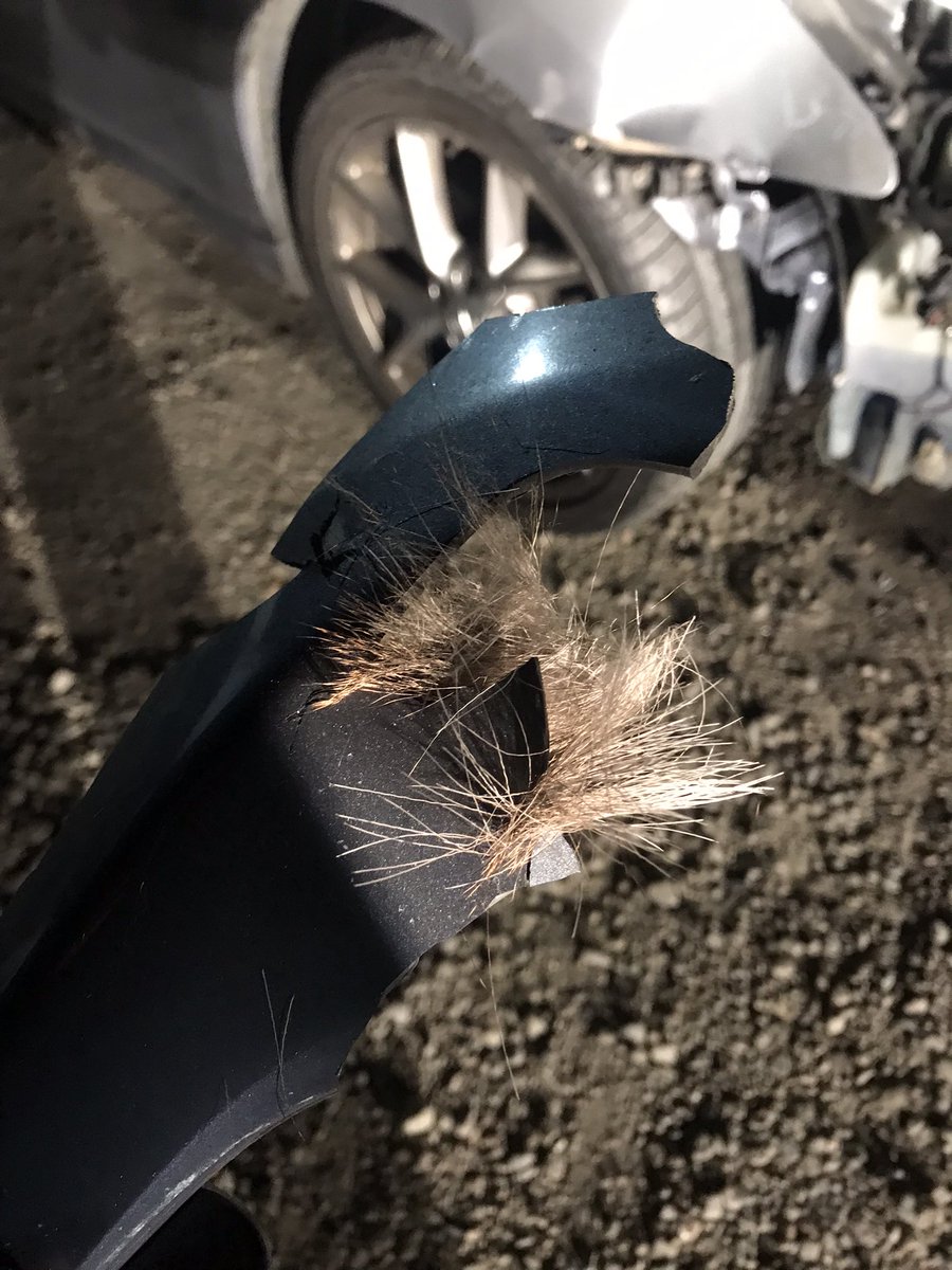 _Carllzz's tweet photo. Yeehaw 😒 #OhDeer https://t.co/IXBGKccwUp