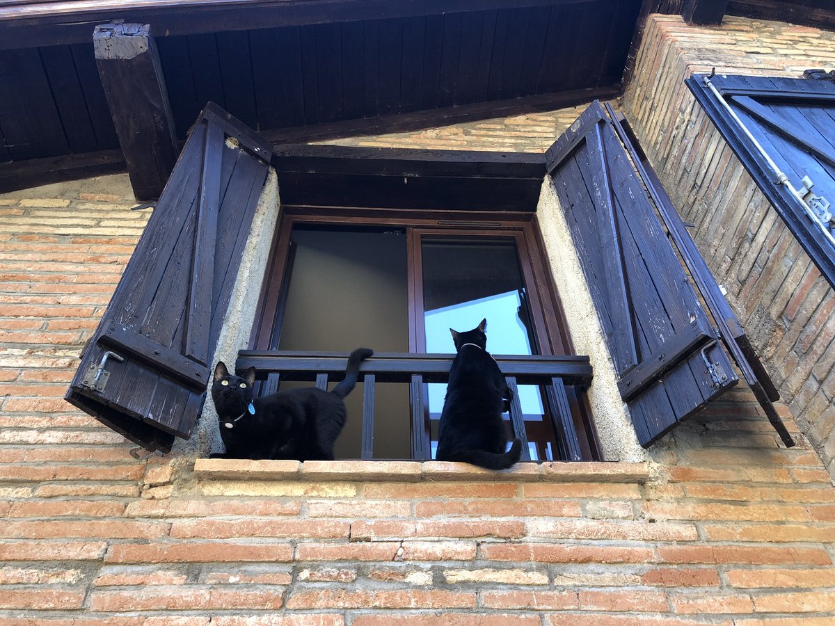 ⚫️Shadow & ⚪️Loki 🐈‍⬛🐈‍⬛ tweet media
