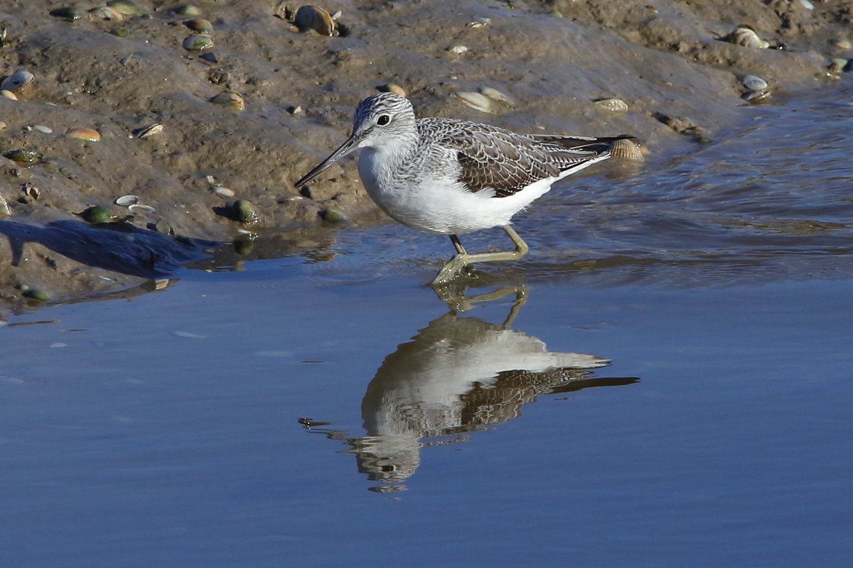 I couldn't find anything unusual around Shoreham Beach or Widewater this morning but a Greenshank by the houseboats on the Adur was looking good in the sunshine.