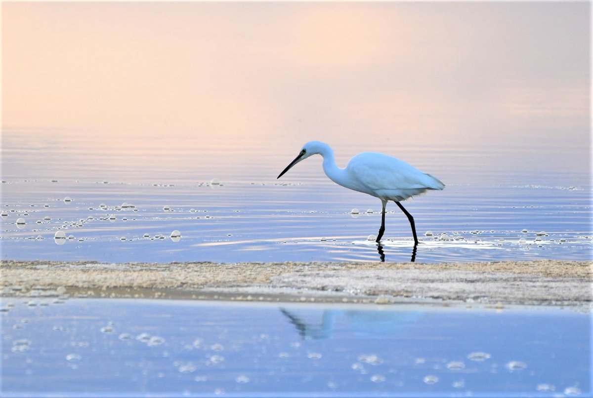 #LittleEgret on Holy Island causeway this evening, such stunning light.