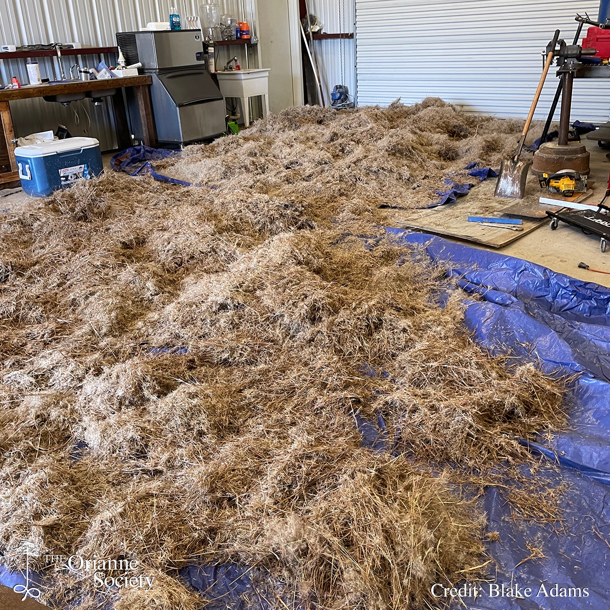 The Orianne Society tweet media