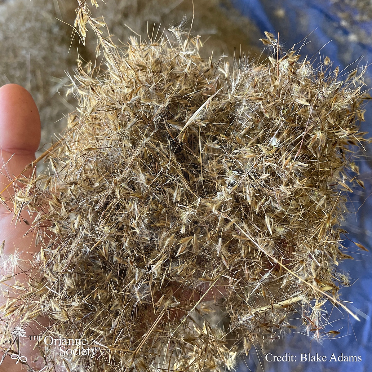 The Orianne Society tweet media