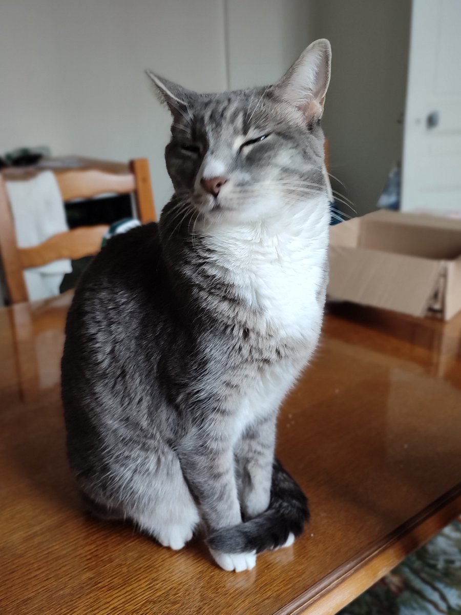 JulieTheBatgirl's tweet photo. Xippie is THE cutest #PhDCat
#AcademicsWithCats https://t.co/vnI2oSHTFo