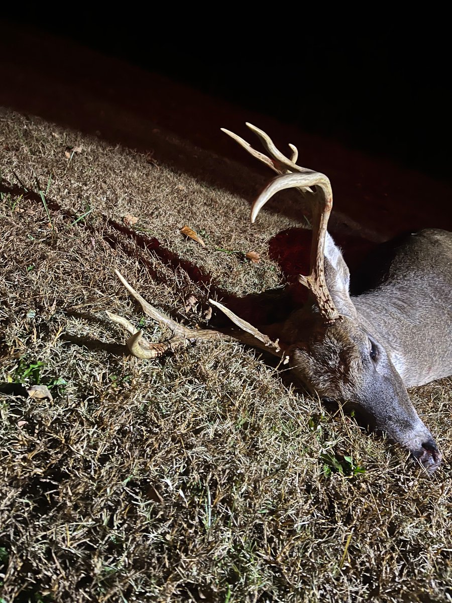 Carlton10Adam's tweet photo. Peyton connected on this buck during youth hunt!! We had the whole family in the blind to watch. @DruryOutdoors https://t.co/C1JKzoURxM