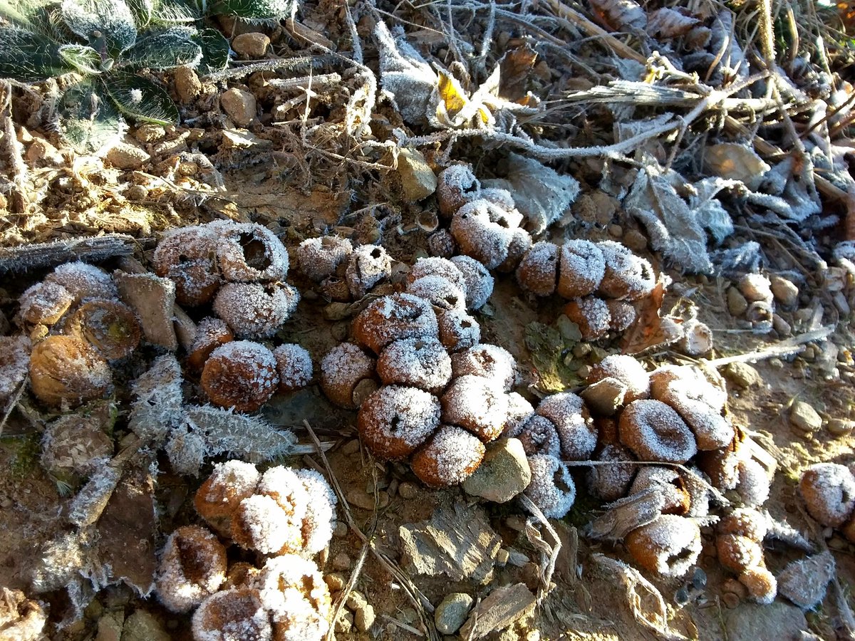 Sparkly ICY puffed puff ball fungi #MushroomMonday #nature #Puffballs